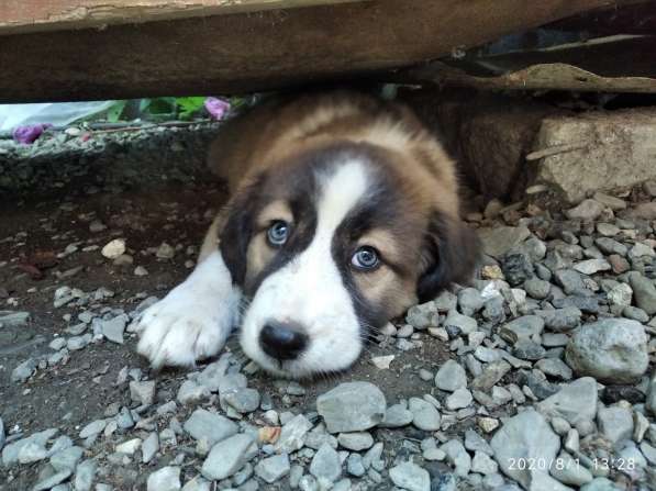 Щенки алабая(среднеазиатская овчарка) продажа в Судаке фото 6