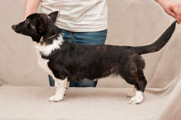 Щенки Вельш-Корги Кардиган в Воронеже фото 17