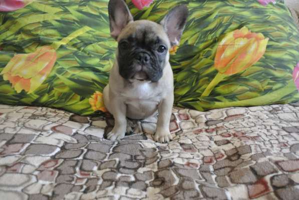 Продаётся девочка в Москве фото 4