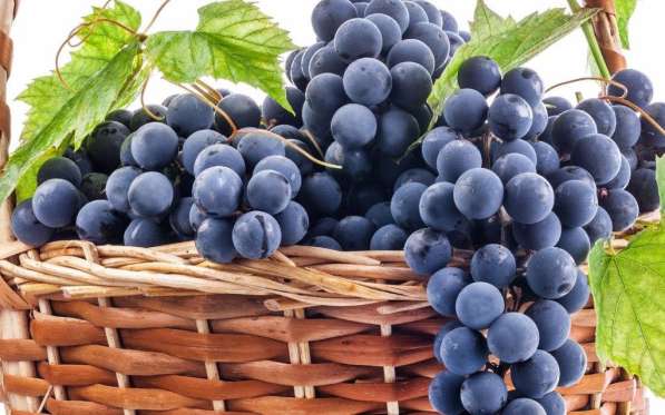 Покупаем виноград Молдова оптом
