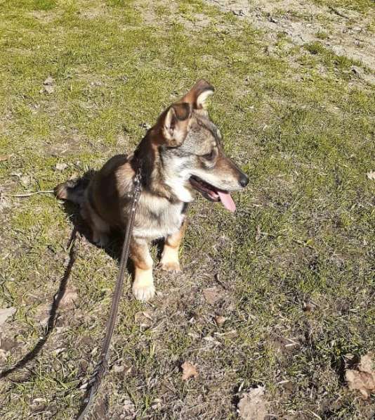 Маленькая собачка на коротких лапках в Санкт-Петербурге фото 9