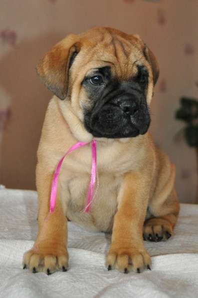 Бульмастифы в Екатеринбурге в Екатеринбурге фото 11