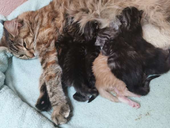 Котенок мейнкун родился 14 февраля 2021 в фото 14