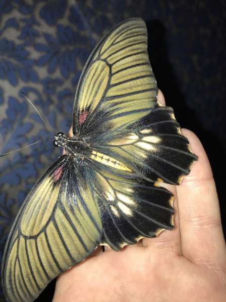 Живые тропические бабочки ? Подарите своим близкими незабыва в Тюмени фото 5