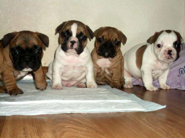 French bulldog Французский бульдог