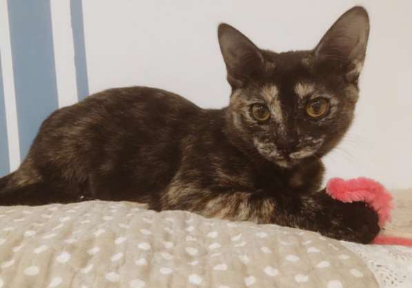 Котенок подросток в добрые руки. Сладкая Ириска в Москве фото 9