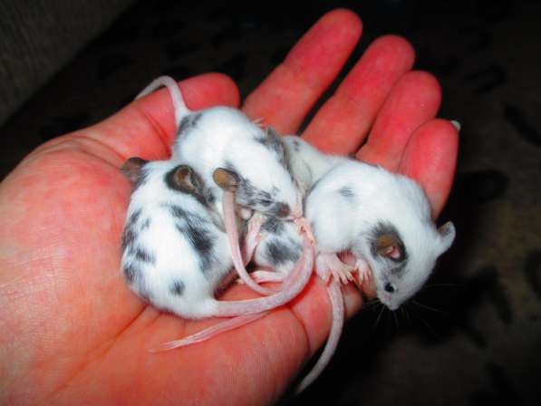 Продам декоративных мышей-"далматинов" в фото 3