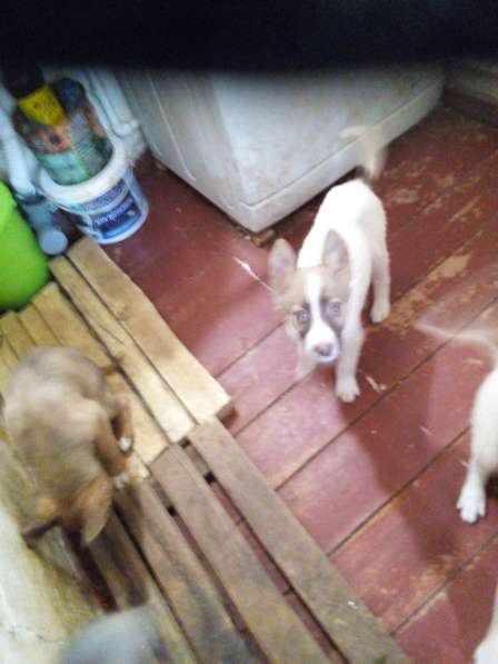 Отдам в хорошие руки в Иркутске фото 6