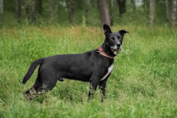 Статный красавец Виконт ищет семью в Москве фото 13