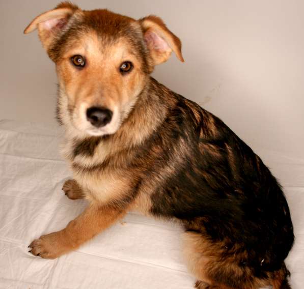 3 щенка метиса в добрые руки в Москве фото 4