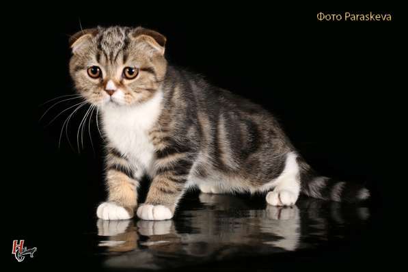 Докторица в Санкт-Петербурге фото 6