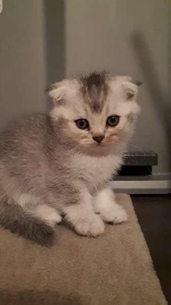 Милые шотландские/британский котята в фото 17