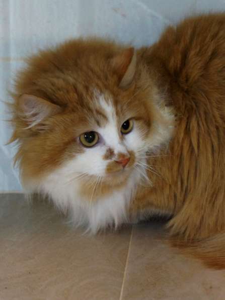 Солнечная кошка Милочка в Москве фото 4