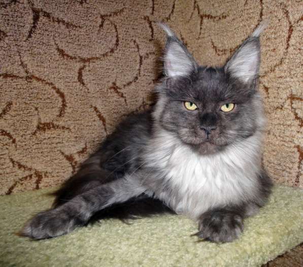 Апельсинки к Новому Году в Рязани фото 108