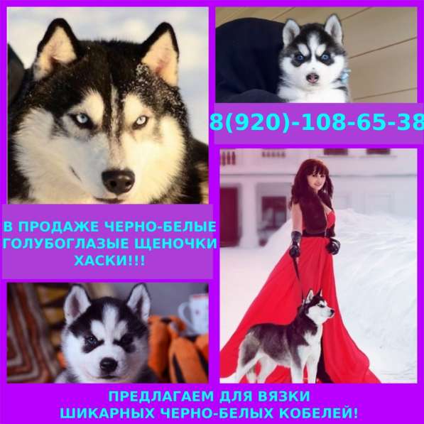 Большой выбор черно-белых щеночков хаски