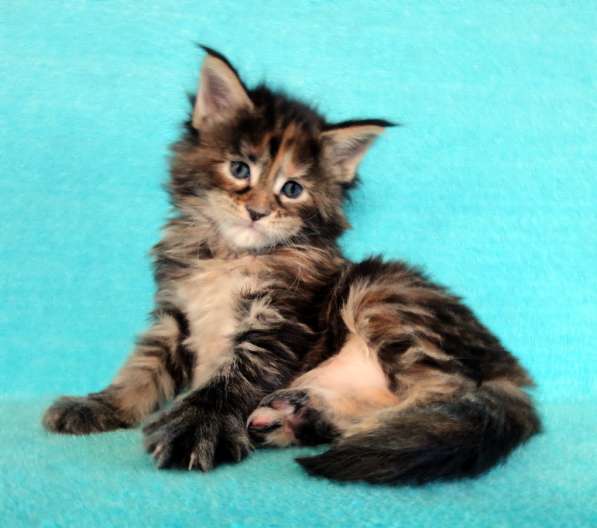 Апельсинки к Новому Году в Рязани фото 89