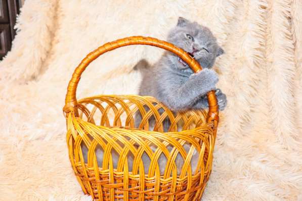 Шотландские котята в фото 12