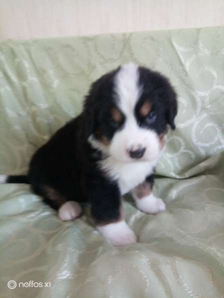 Щенки Бернского зенненхунда в Санкт-Петербурге фото 3