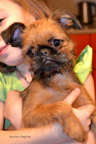 Супер девочка грифона в Истре фото 4