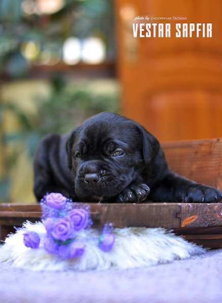 Кобель и сука кане корсо в Алупке фото 9