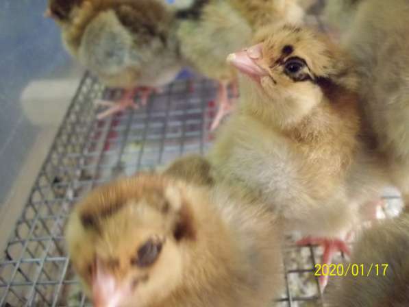 Инкубационное яйцо и цыплята Кучинской Юбилейной в Ивантеевка фото 5