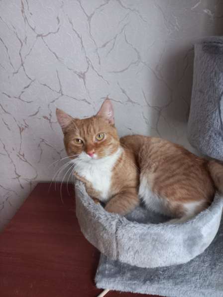 Котик 1 год ищет теплый и добрый дом в Егорьевске