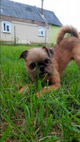 Щенки пти-брабансона в Москве фото 6