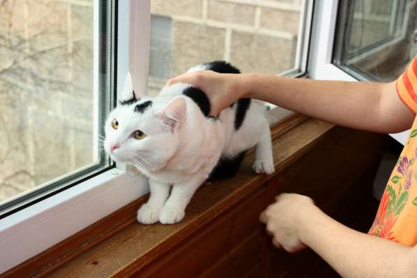 Андрей - спокойный белоснежный котик ищет дом в Москве фото 7
