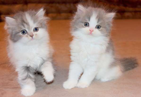 Шотландский котёнок Матильда) в Екатеринбурге фото 8