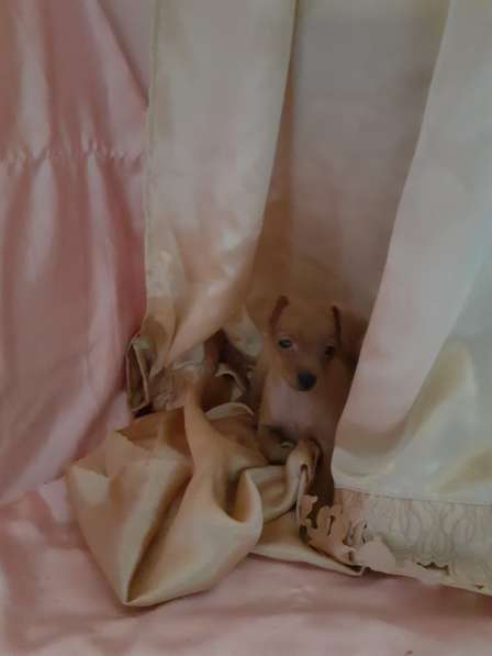 Той терьер щенки в Москве