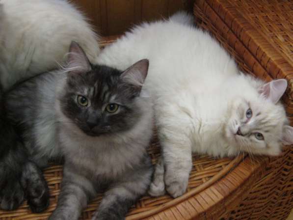 Настояшие сибиряки из питомника в Санкт-Петербурге фото 4