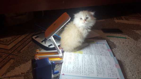 Котёнок в Москве фото 7