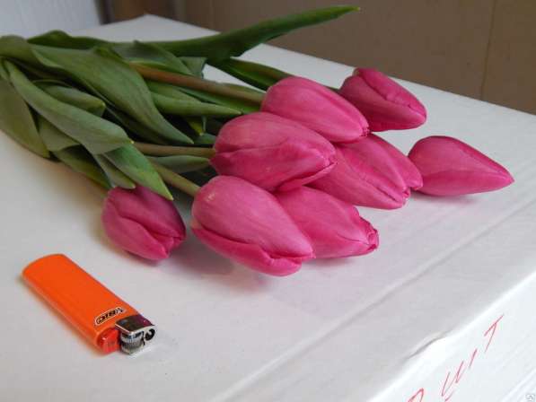 Тюльпаны оптом от производителя в Красноярске фото 11