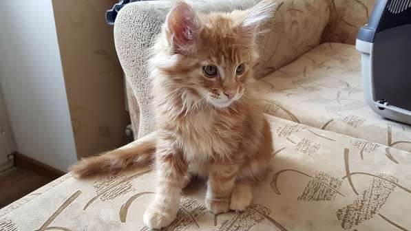 Продаётся красная девочка мейн-кун в Санкт-Петербурге фото 52