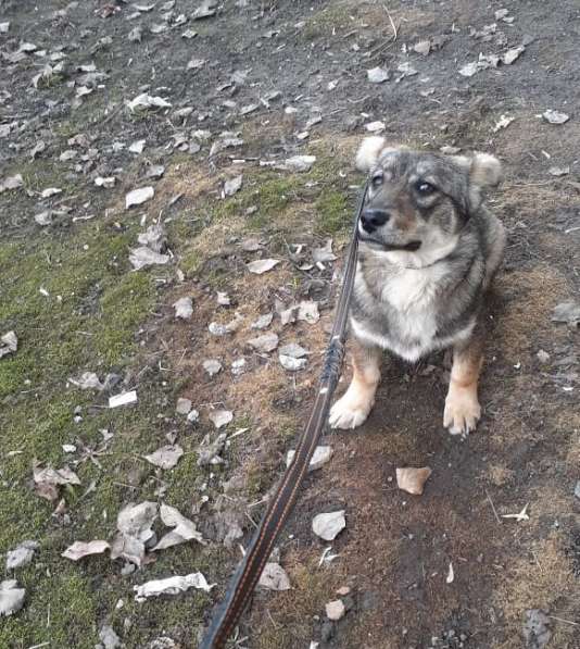 Маленькая собачка на коротких лапках в Санкт-Петербурге фото 13