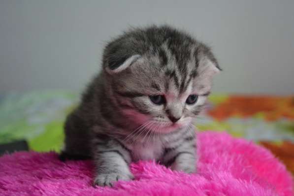 Шотландская вислоухая кошечка в фото 12