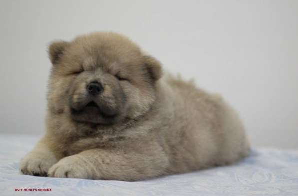 Щенки Чау-чау в Москве фото 10