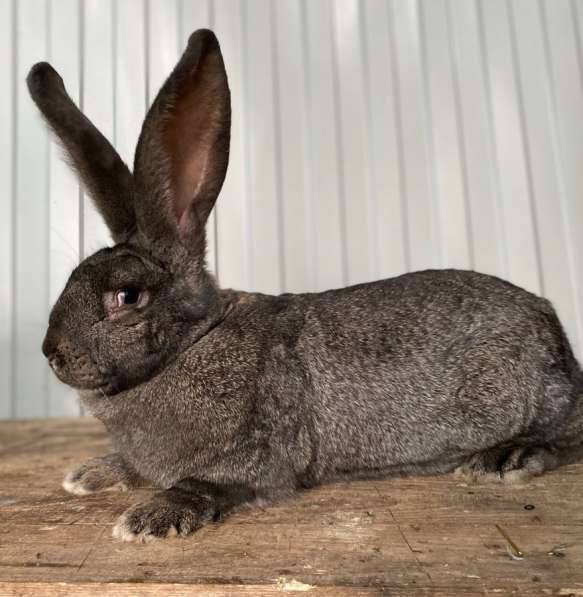 Кролики Гиганты Немецкий, Бельгийский Великан