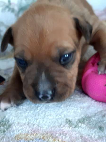 Милые мальчики и девочки Амстаффа резерв ркф в Москве фото 21