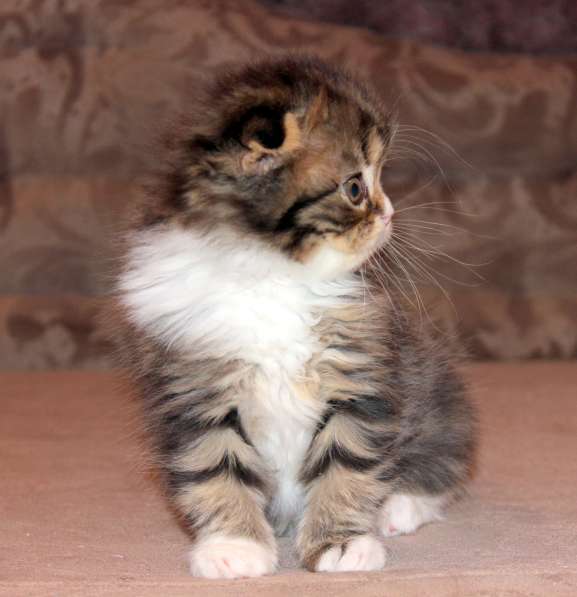 Шотландский вислоухий котёнок Нектар) в Екатеринбурге фото 10