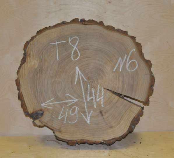 Поперечные спилы карагач в Москве фото 6