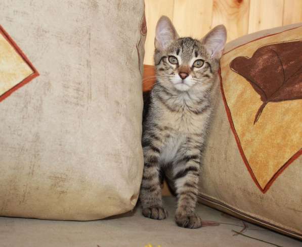 Серые мурлыки, котята в добрые руки в Калуге фото 26