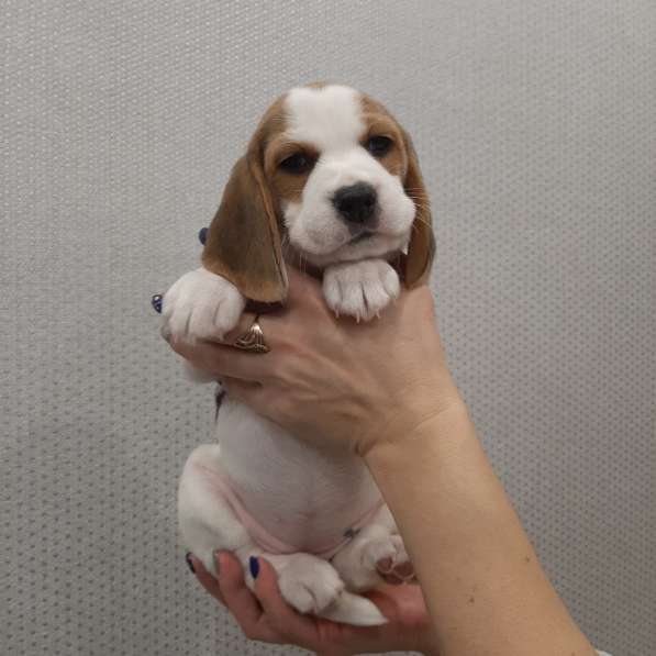 Щенки Бигля в Москве фото 12