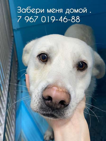 Пристраивается в хорошую семью идеальный пёс в Москве