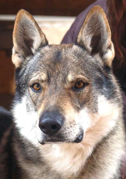Чехословацкая волчья собака – щенки 4 месяца в Москве фото 7