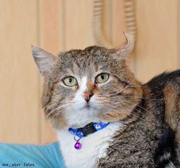 Манул хомячковый