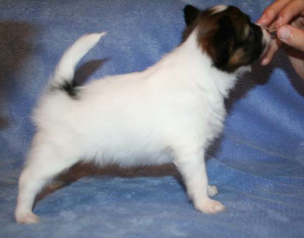 Щенки папильона в Самаре в Самаре фото 8