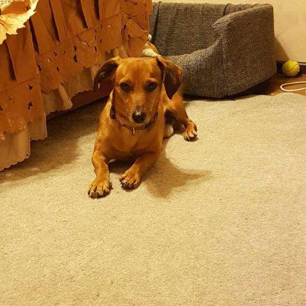 Такса метис в Москве фото 3