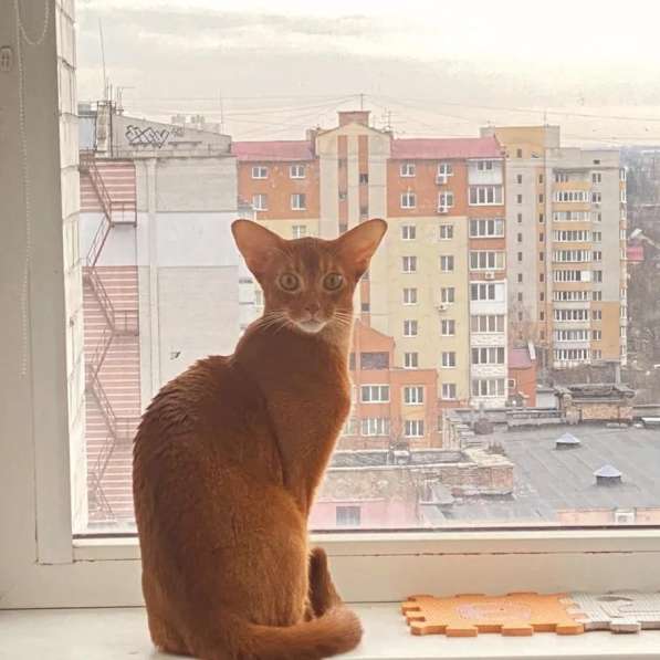 Питомник абиссинских кошек предлагает чистокровных котяи в фото 3