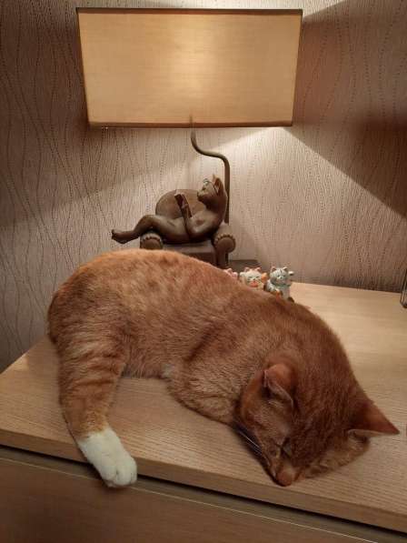 Неразлучники - рыжие котики ищут дом, в добрые руки в Москве фото 6